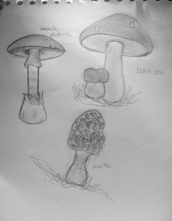 http://magik-mushroom.cowblog.fr/images/champixxxx.jpg